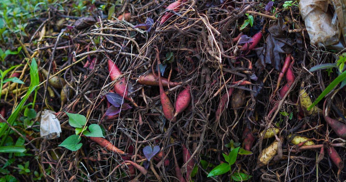 Compostage ou container : que choisir pour ses déchets verts ?